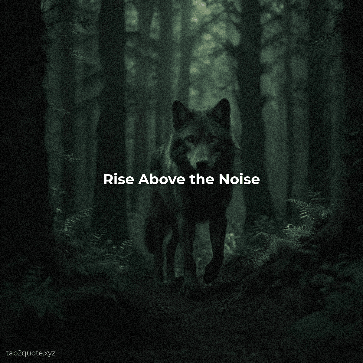 Rise Above the Noise